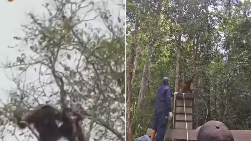 Salvataggio commovente di orango e cucciolo dagli incendi del Borneo e il loro rilascio in un santuario
