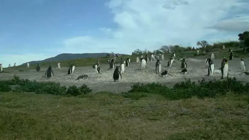 I Pinguini Papua dell'Isola Martillo: Una Colonia Unica nella Terra del Fuoco di Fronte alle Sfide Climatiche