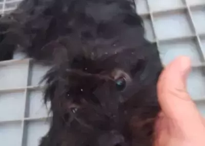 Sophia: Una Nuova Vita per la Cagnolina Abbandonata e Bisognosa d'Amore