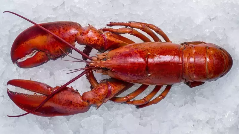 Appello per la tutela dei crostacei: nuove norme per il benessere animale