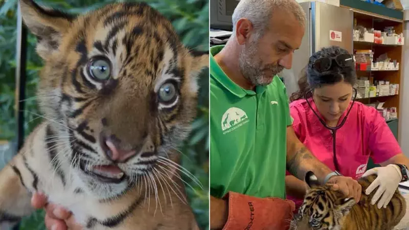 La Nascita Agrodolce di Tre Cuccioli di Tigre di Sumatra nello Zoo di Atene