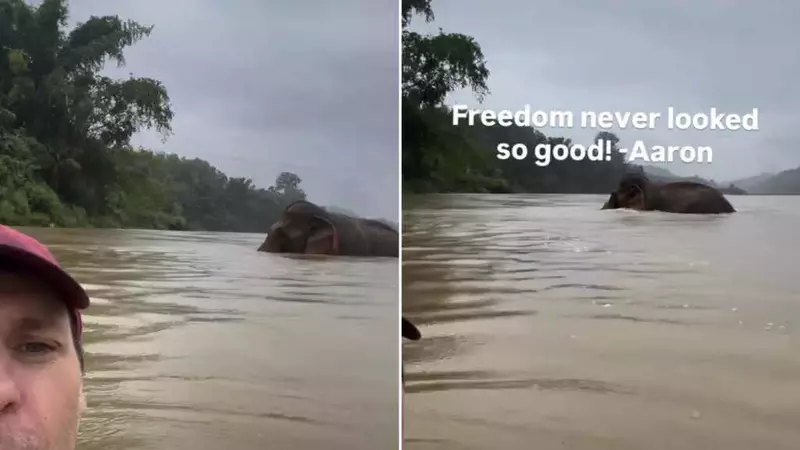 Mon, l'elefante liberato dopo 34 anni di sfruttamento, rinasce con un bagno nel fiume
