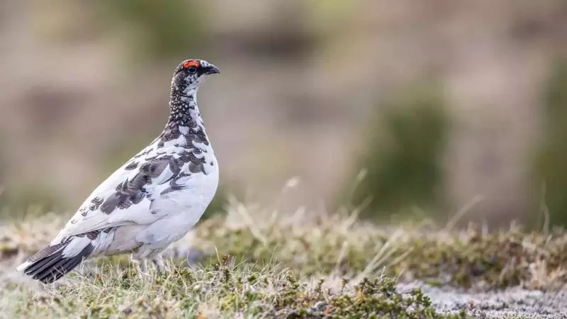 Caccia in Piemonte: Sospensione per la Pernice Bianca e Restrizioni per l'Allodola, Accolte le Istanza delle Associazioni