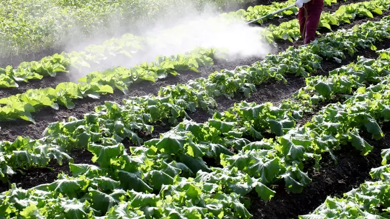 Pesticidi: Allarme Globale per le Intossicazioni, Oltre 400 Milioni di Casi Annuali