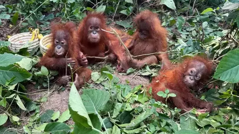 Oranghi orfani scoperti in India: un allarme globale sul traffico di specie protette