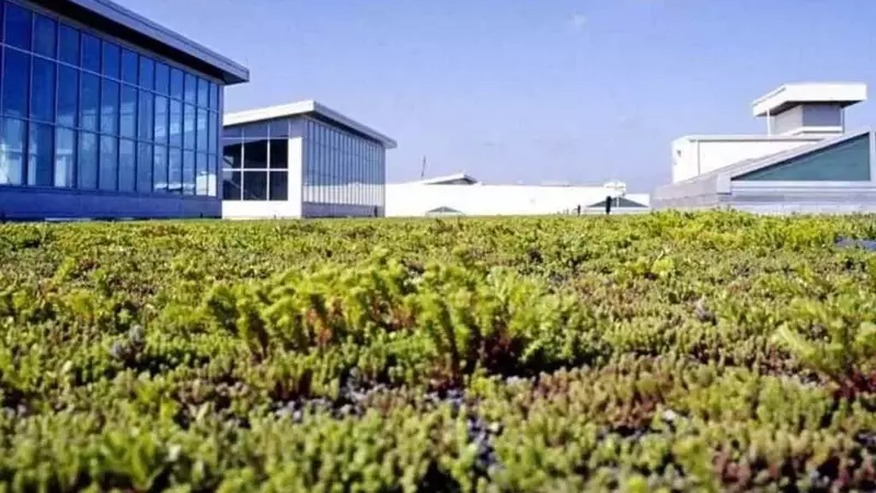 Il tetto verde di Ford: un'oasi ecologica sull'impianto automobilistico più grande del mondo