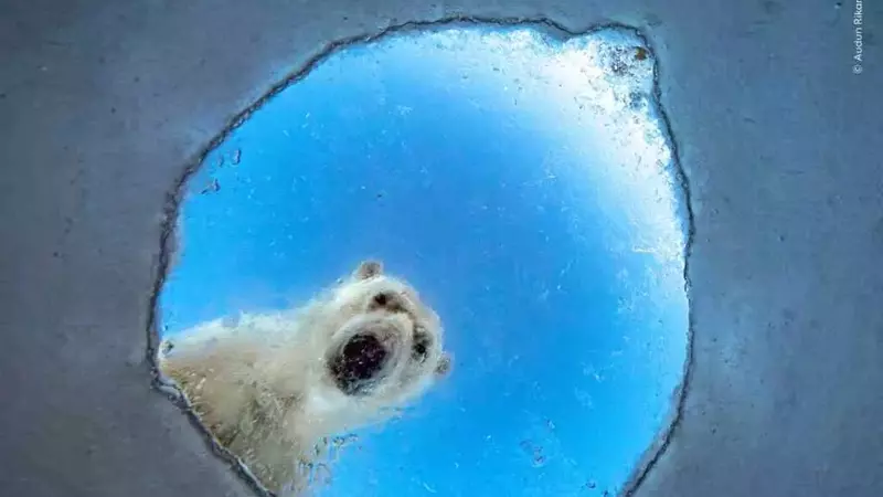 Le meraviglie della natura in mostra a Milano: uno sguardo esclusivo sul Wildlife Photographer of the Year 2026
