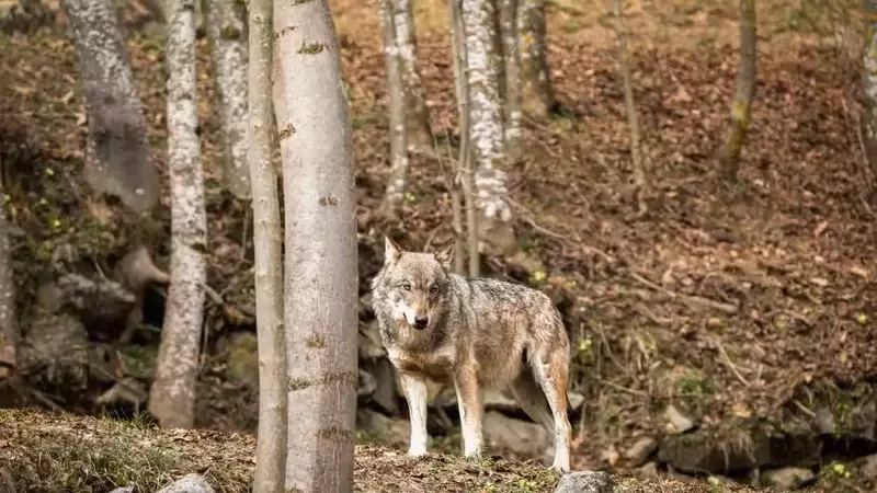 Ricorso ENPA contro l'uccisione dei lupi in Alto Adige: Un appello alla prevenzione
