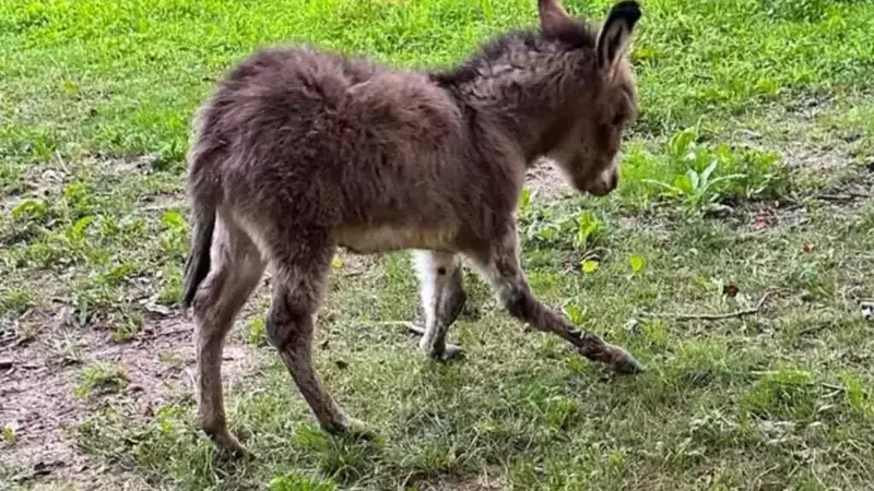 Addio a Forrest: La commovente storia dell'asinello malformato che ha unito l'Italia