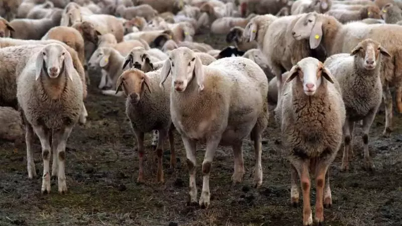 Microchip nello stomaco di pecore e capre: allevatori veneti in protesta contro il bolo ruminale