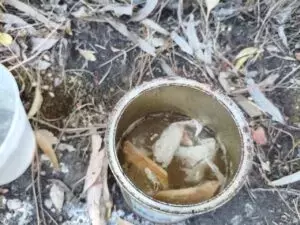 Volontari a Catania in prima linea per il recupero e la cura di gattini in difficoltà