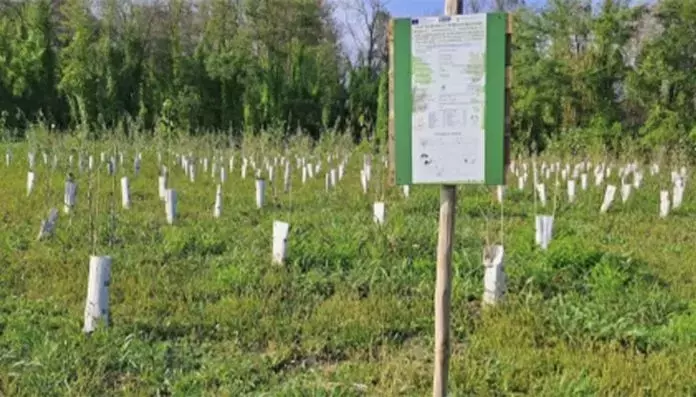 Gli impatti del clima sul verde urbano torinese: sfide e strategie future
