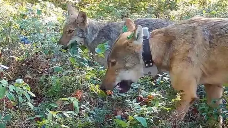 I Lupi come alleati della biodiversità: il loro sorprendente ruolo nella diffusione dei mirtilli