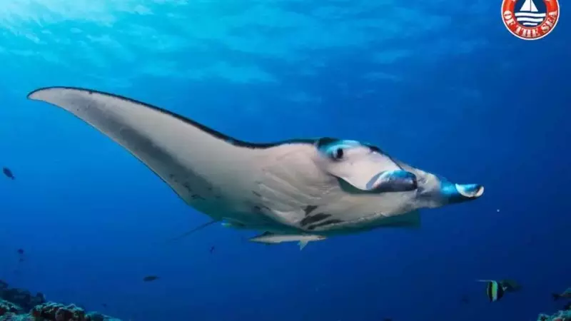 Giganti Gentili degli Oceani: Appello per la Salvaguardia delle Mante