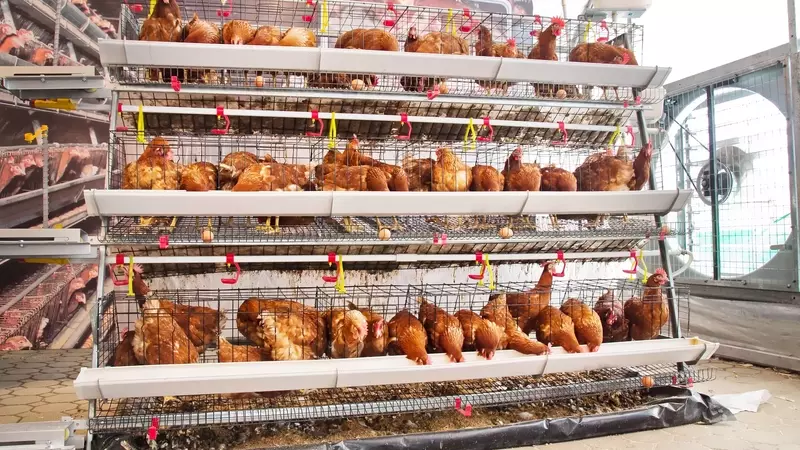 VéGé Abbandona le Uova da Gabbia, Inclusi i Sistemi Combinati: Una Rivoluzione nel Benessere Animale