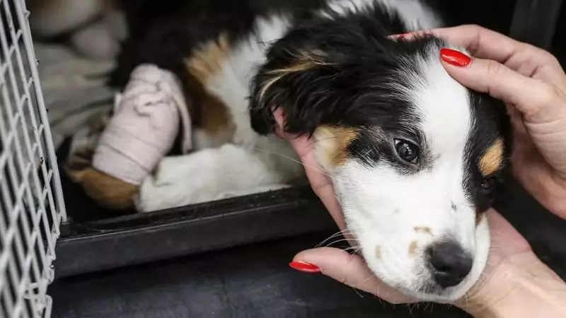 Bagnoregio: Cocò, Cagnolina Ferita, Riceve il Sostegno del Comune per le Cure