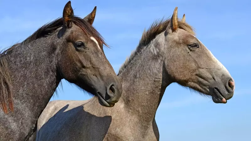 Scandalo della carne equina: nuove rivelazioni e rischi per la salute