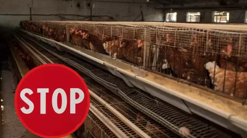 VéGé dice addio alle uova da galline in gabbia: un passo avanti per il benessere animale