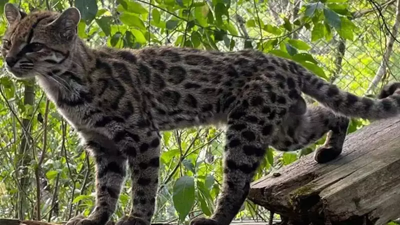 Tilcayo: Scoperta sorprendente di un nuovo felino in Bolivia dopo un secolo