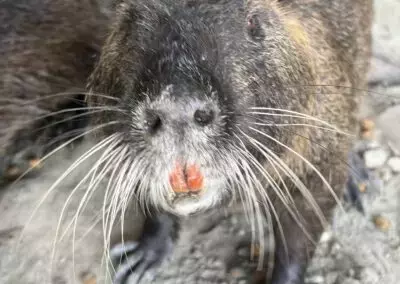 Milano sperimenta la sterilizzazione delle nutrie come alternativa all'abbattimento