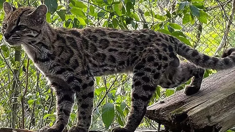 Scoperta Eccezionale in Bolivia: Un Nuovo Felino Selvatico Dopo Oltre Un Secolo
