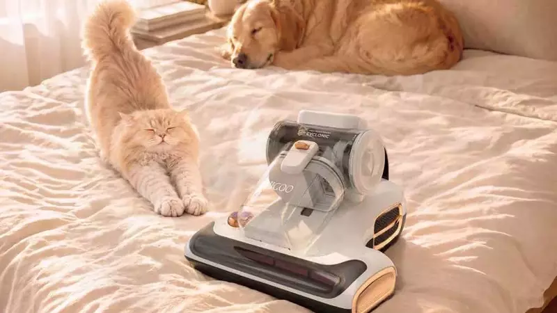 Abitazioni "Pet-Friendly": Strategie Efficaci per Materassi e Divani Impeccabili