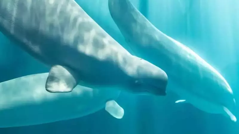 Il Destino Fatale dei Beluga di Marineland: Quattro Vite Perdute Dopo il Trasferimento Record