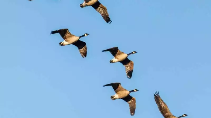 Il silenzio dei cieli: Il drammatico declino degli uccelli migratori e la prima estinzione eurasiatica in secoli