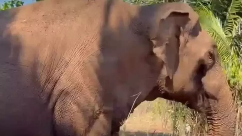 Sandro, l'Elefante, Riconquista la Libertà dopo Decenni di Prigionia