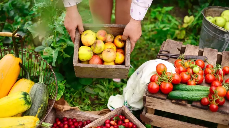 Il Biologico in Italia: Crescita dei Consumi e Urgenza di Interventi Politici