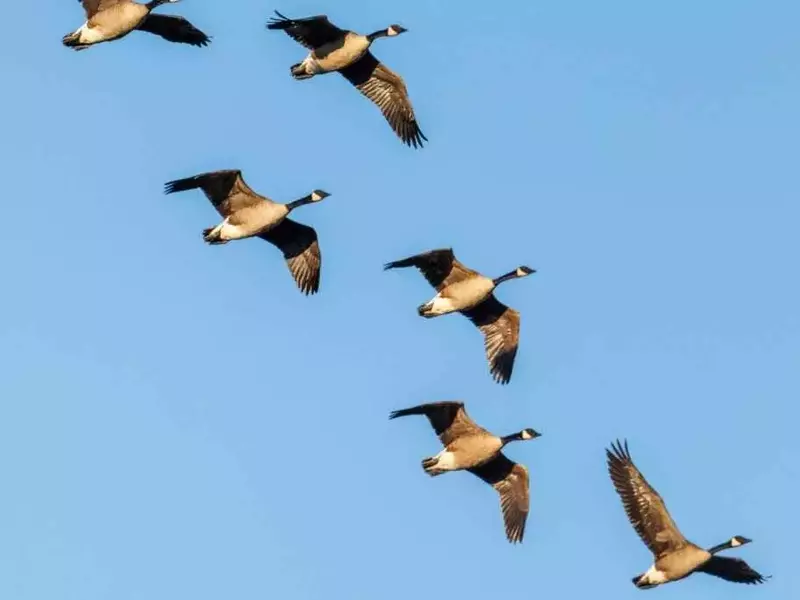 Il silenzio dei cieli: Il drammatico declino degli uccelli migratori e la prima estinzione eurasiatica in secoli