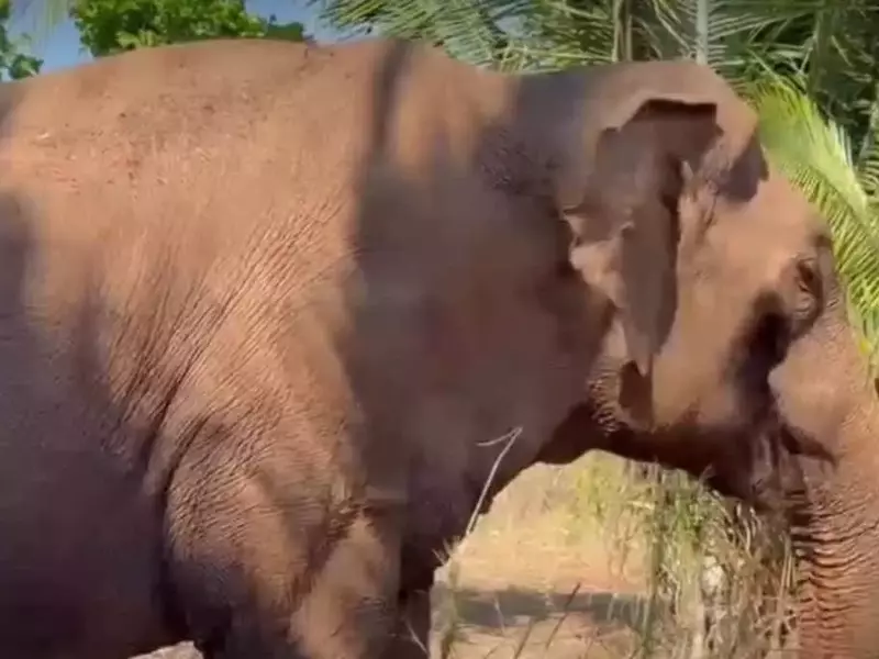 Sandro, l'Elefante, Riconquista la Libertà dopo Decenni di Prigionia
